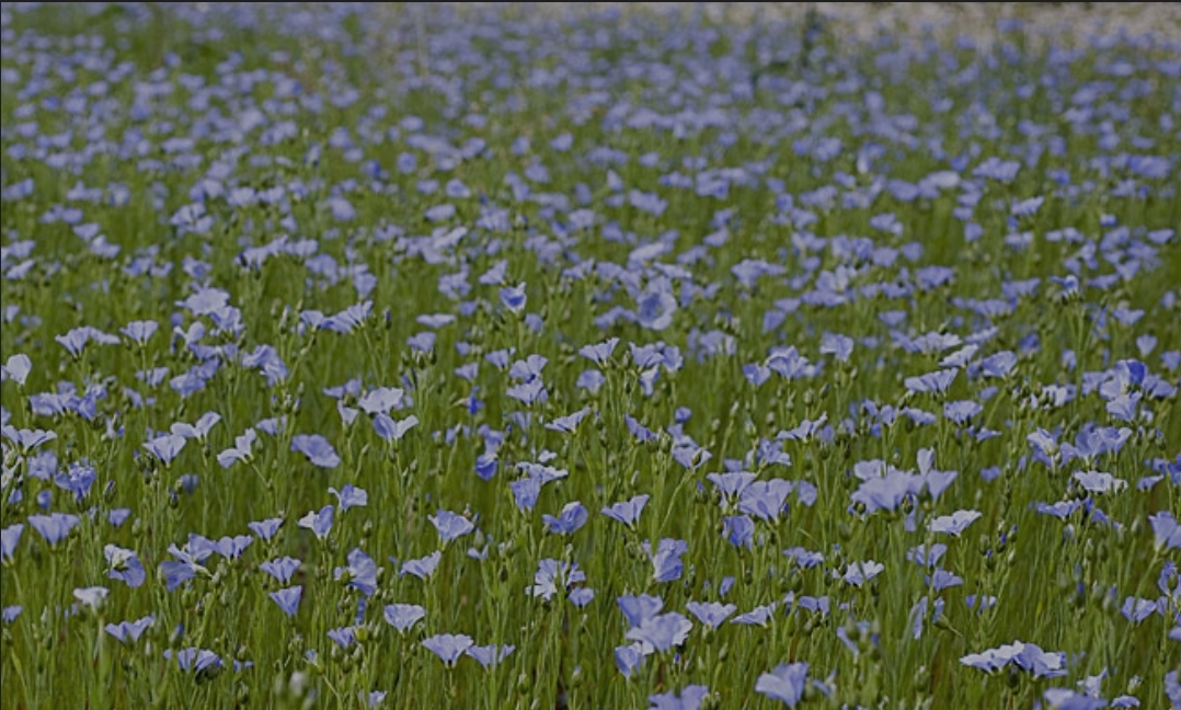 Chantilly "Fleur de Lin" – Image 3