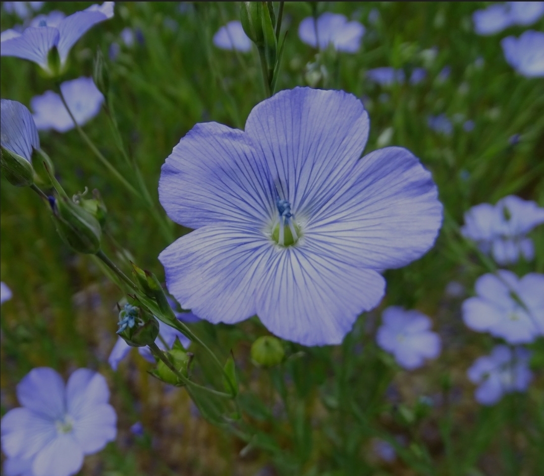 Chantilly "Fleur de Lin"